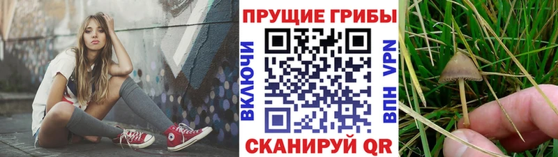 Псилоцибиновые грибы мухоморы  Новое Девяткино 